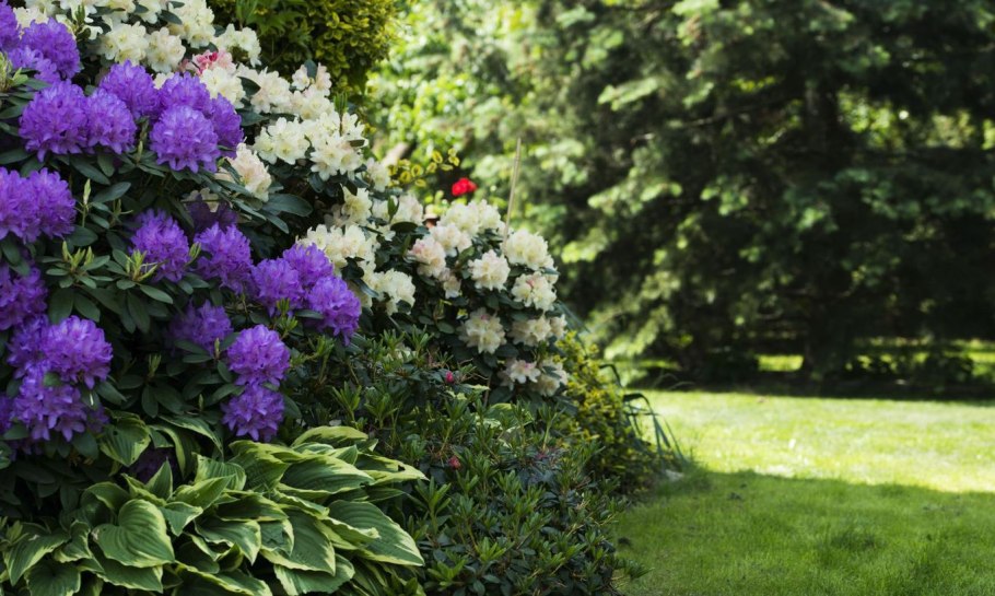 Теневыносливые кустарники для дачи