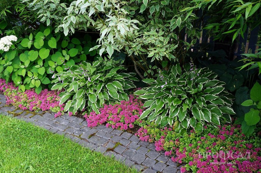 Очиток Видный и Хоста