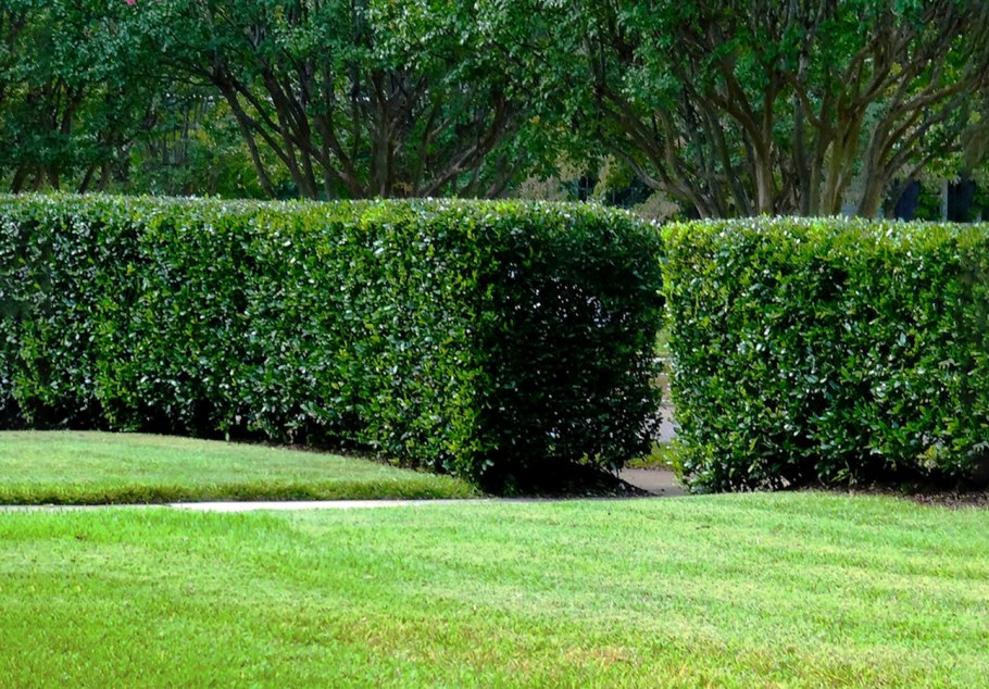 Бирючина Живая изгородь