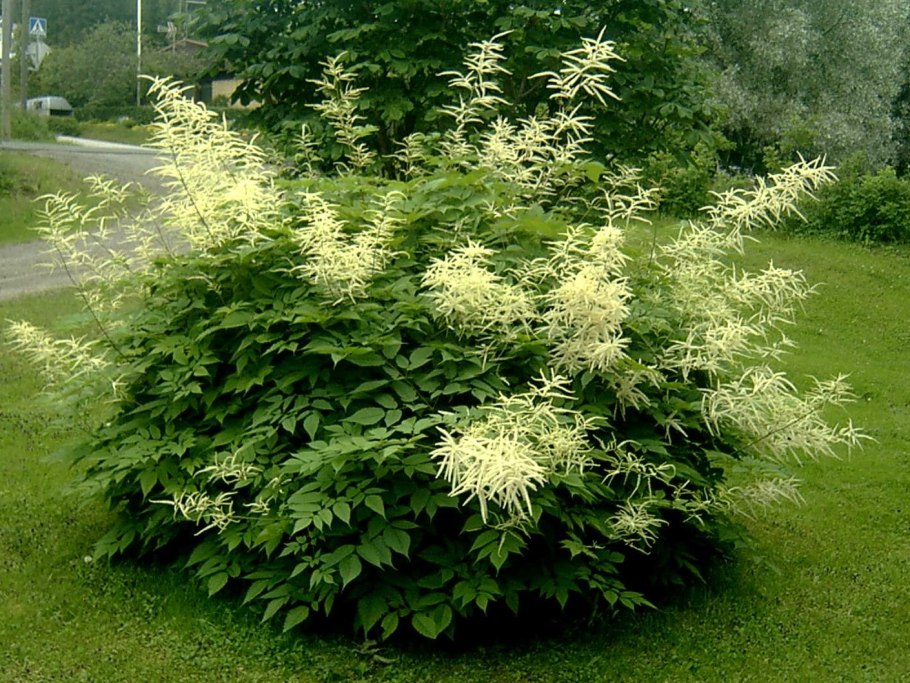 Волжанка Арункус обыкновенная