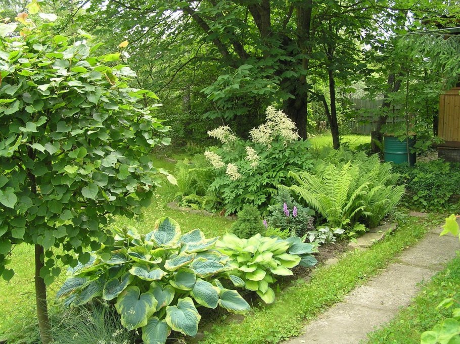 Волжанка двудомная в миксбордере