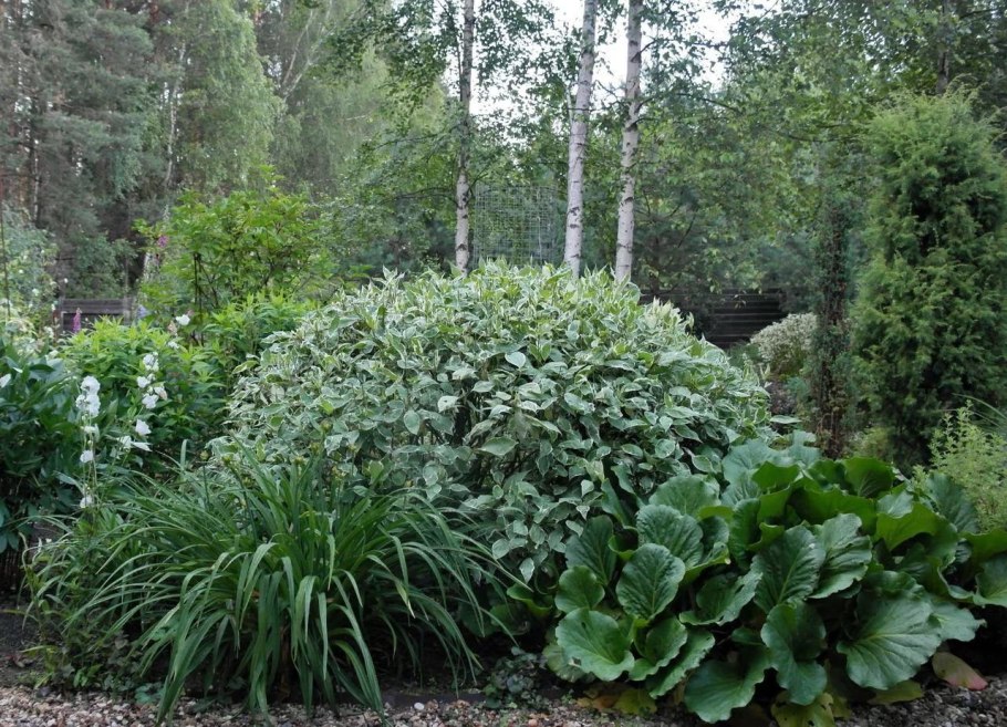 Дерен белый и Хоста