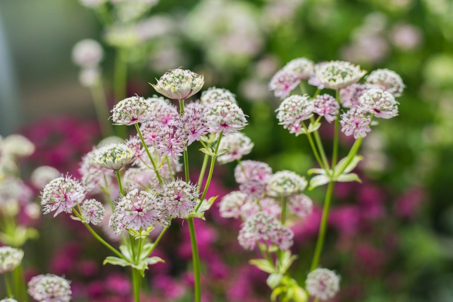 Astrantia Major rosea