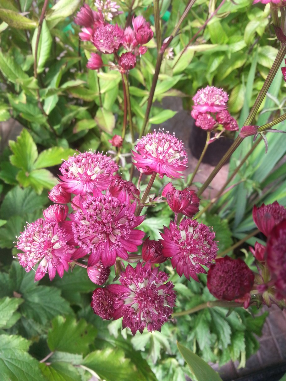 Астранция зеленая