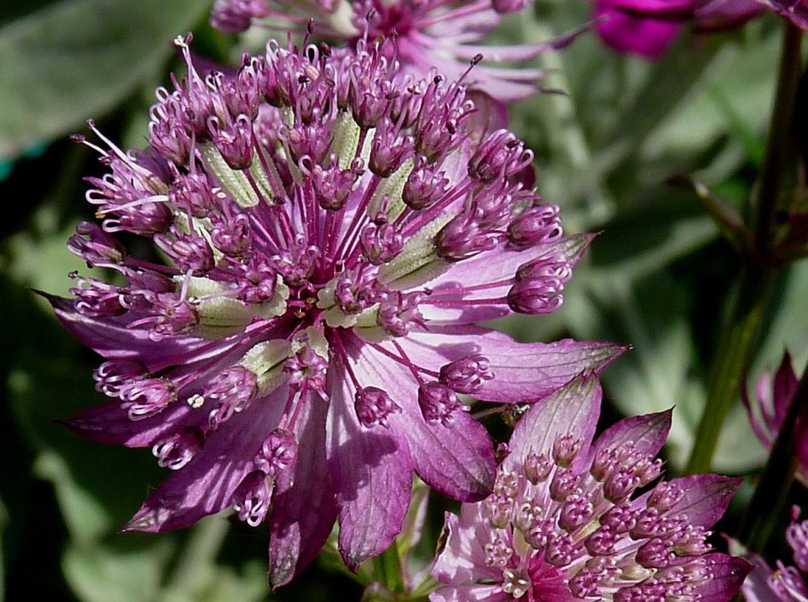 Астранция на клумбе