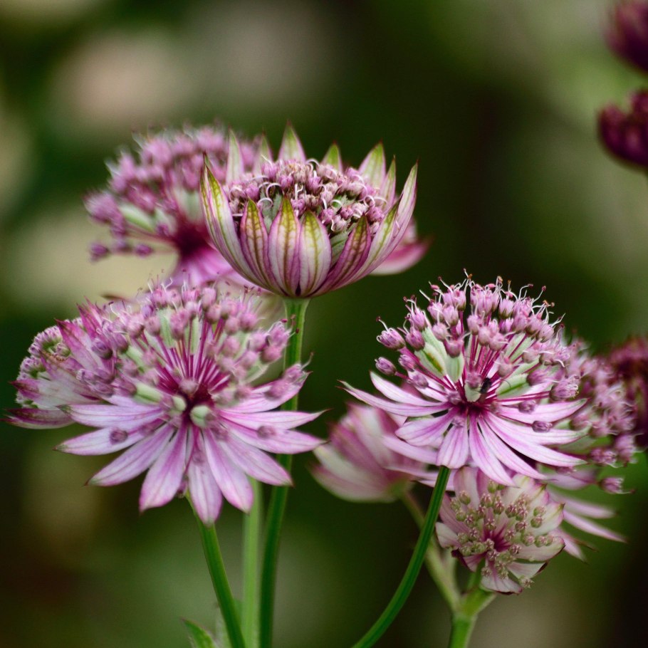 Астранция Румба