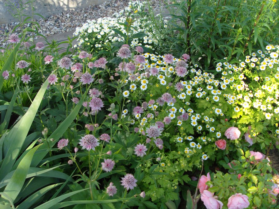 Astrantia Major rosea