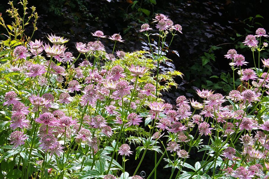 Астранция Shaggy