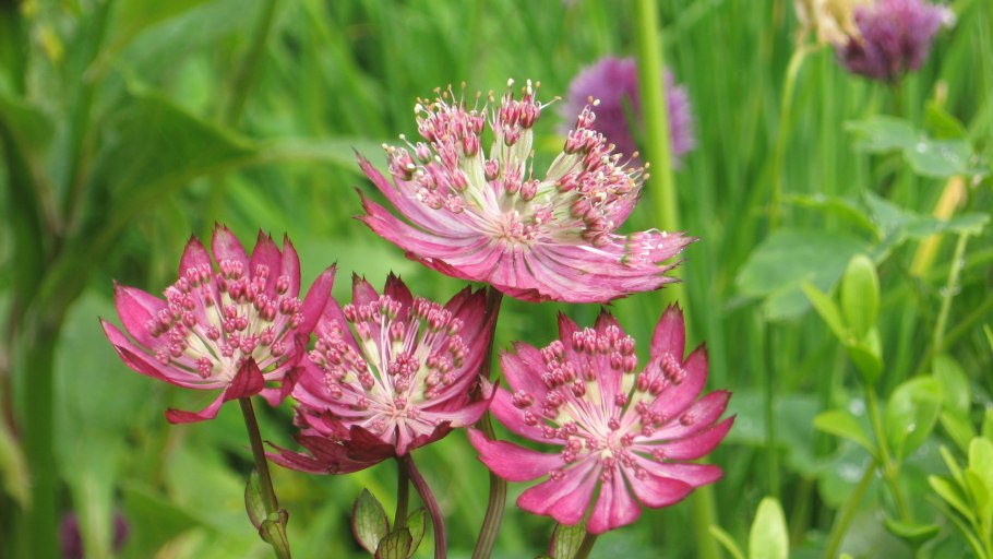 Astrantia Major