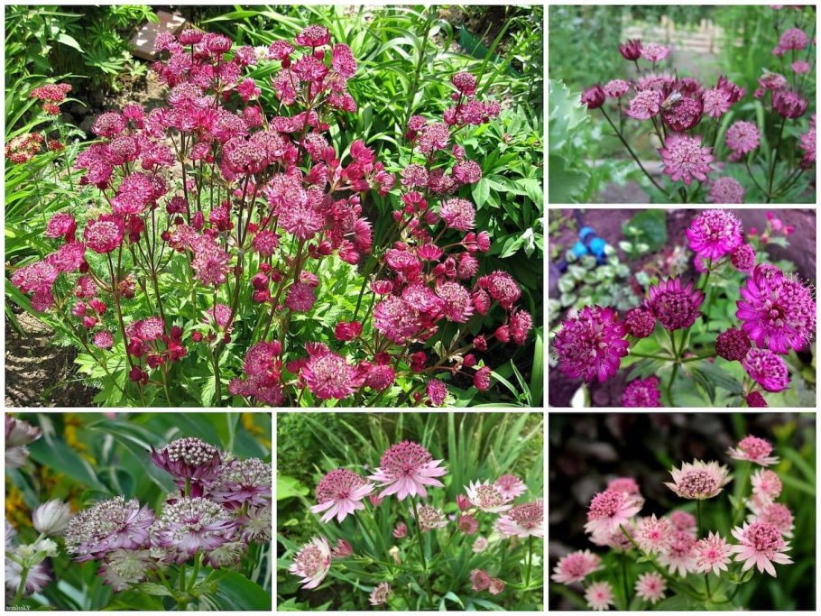 Астранция Rosita