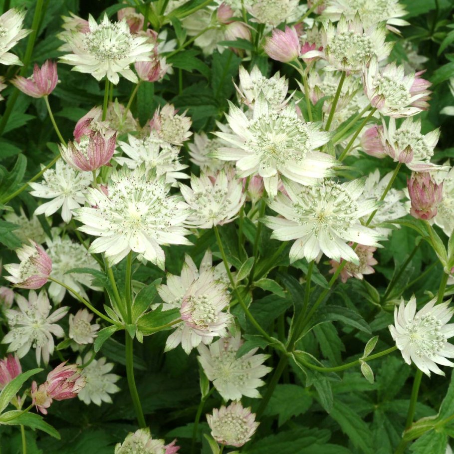 Астранция крупная, Astrantia Major "rubra