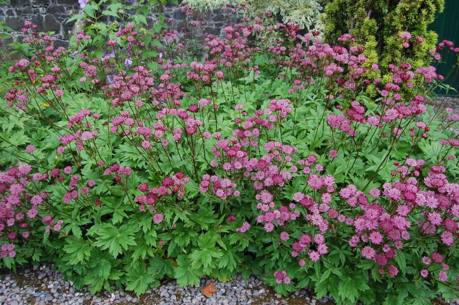 Астранция Astrantia Florence