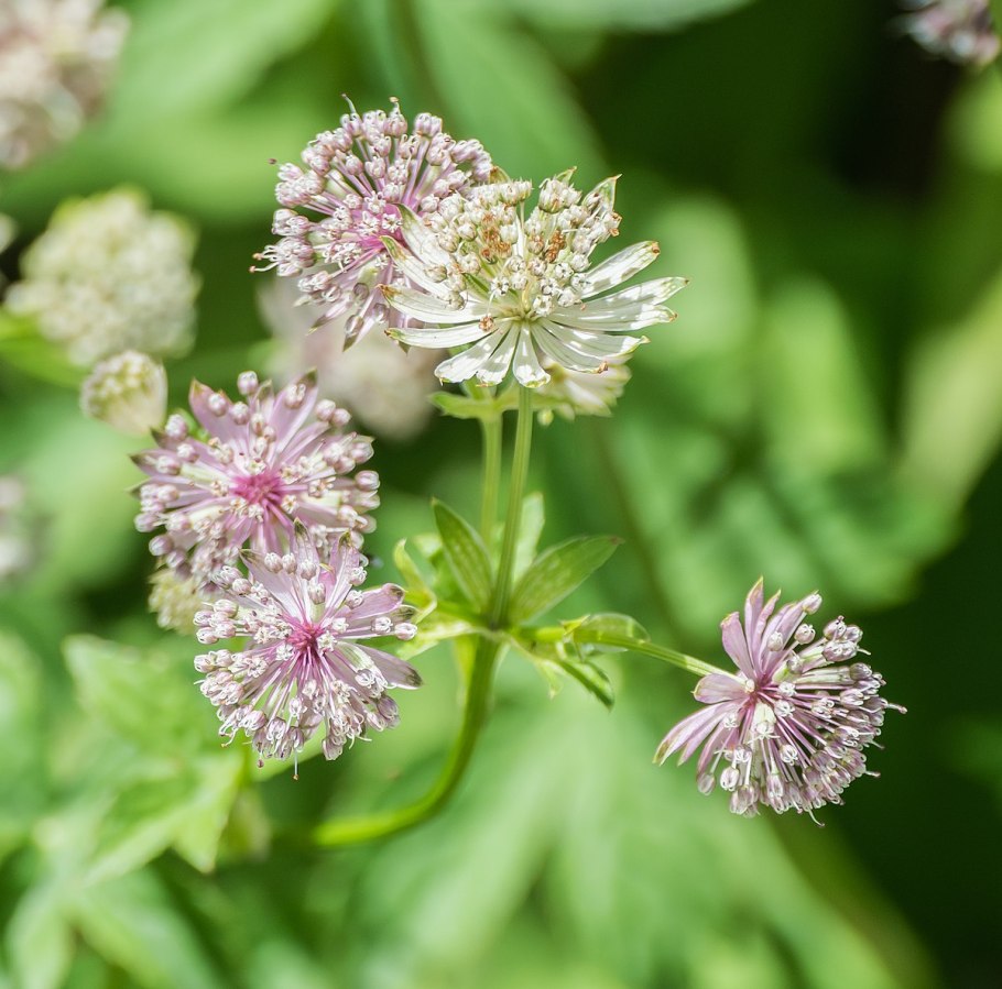 Astrantia ROMA срезка