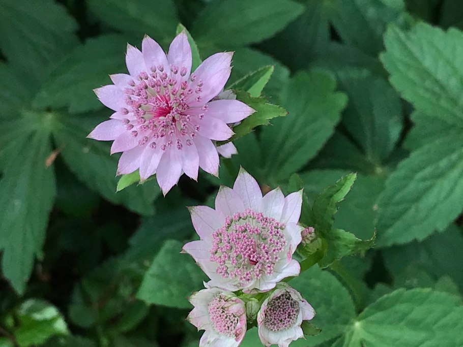 Астранция Скарлет