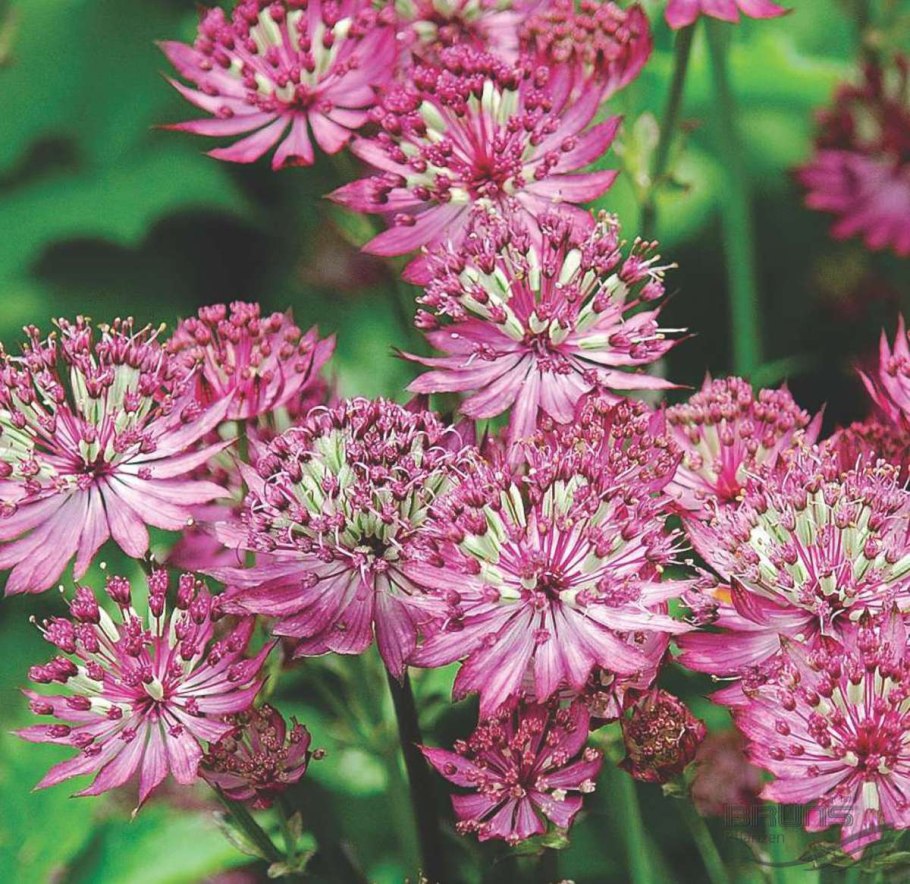 Астранция Major rosea