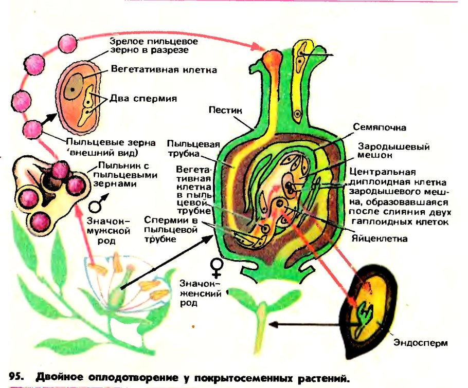 Размножение цветковых растений схема