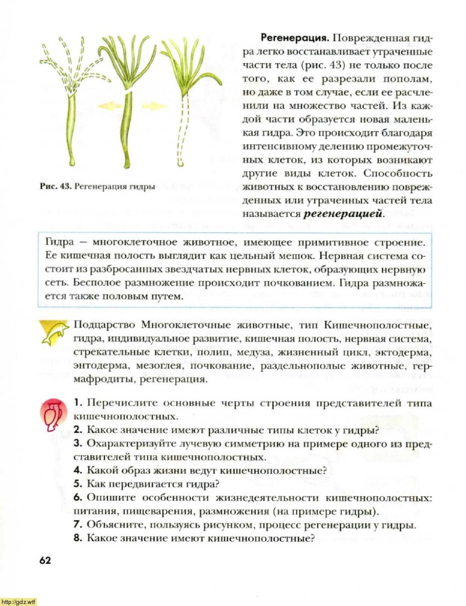Жизненный цикл мхов схема