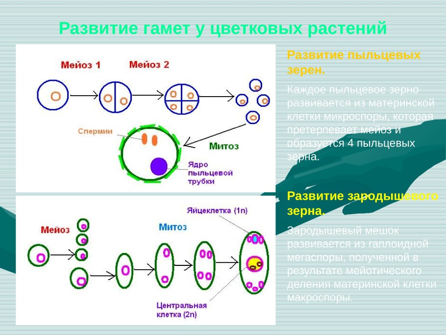 Способ размножения водорослей грибов