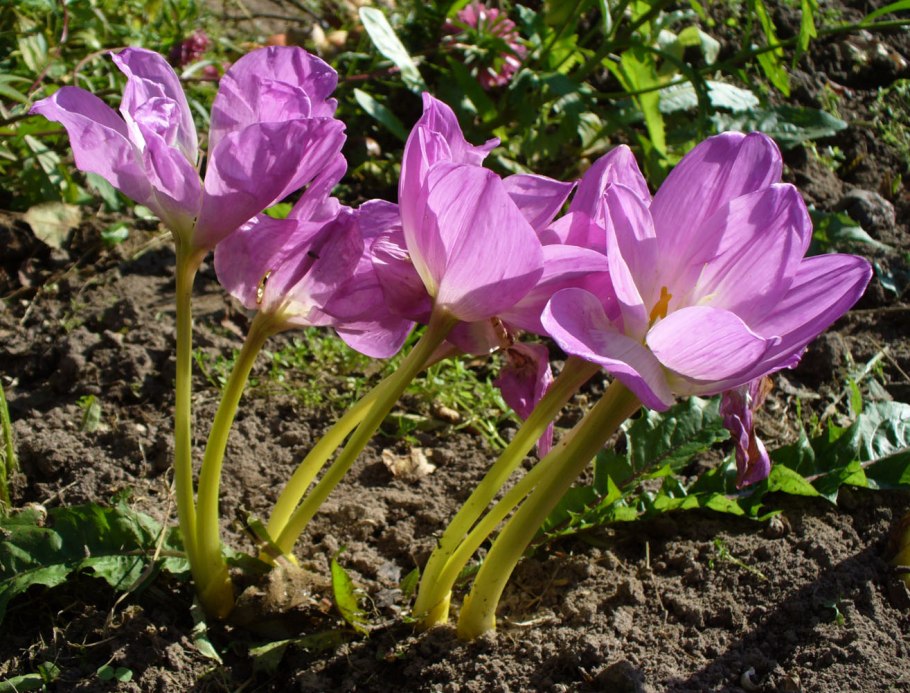 Безвременник клубнелуковицы