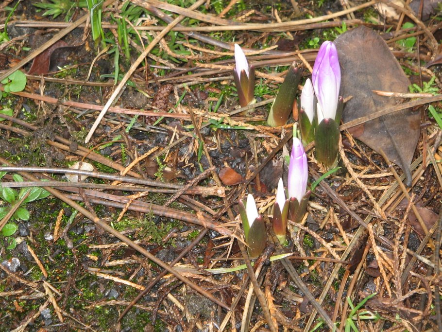 Колхикум безвременник