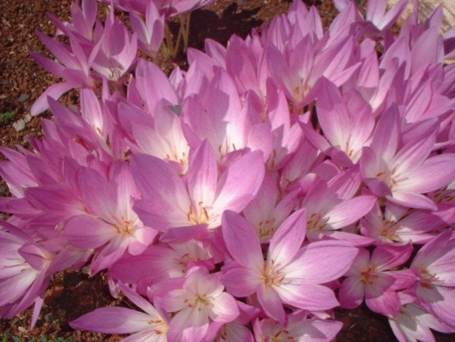 Colchicum Lilac Wonder