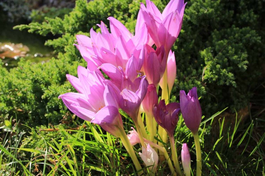 Безвременник Борнмюллера