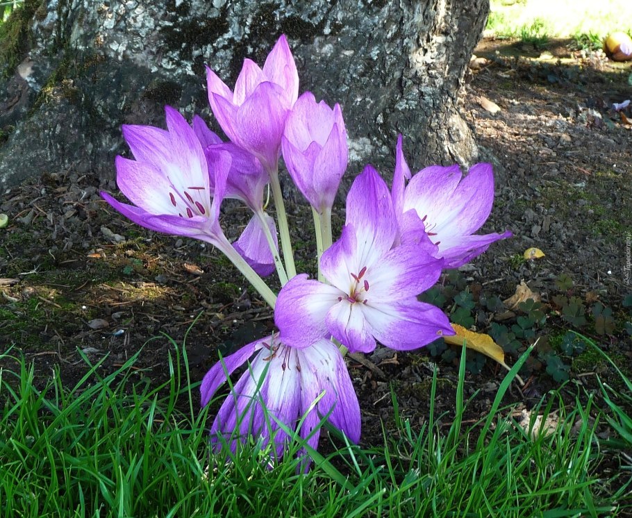 Безвременник великолепный
