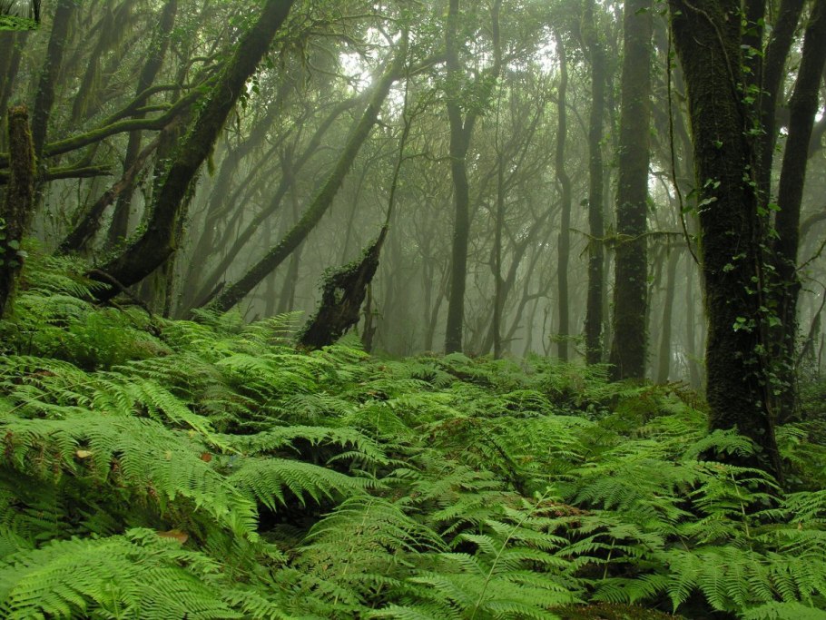 Эвкалиптовые леса субтропиков Австралии