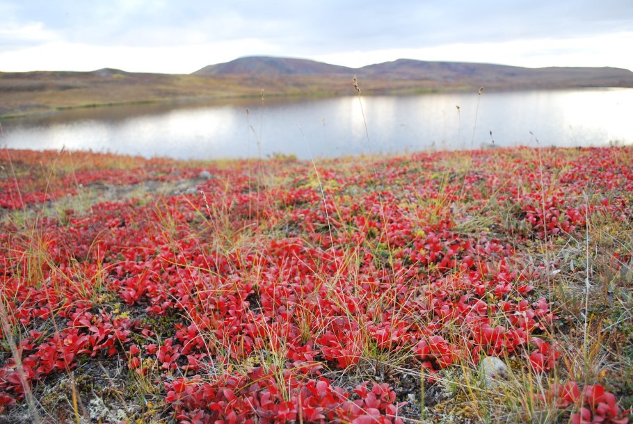 Субарктическая тундра ландшафт
