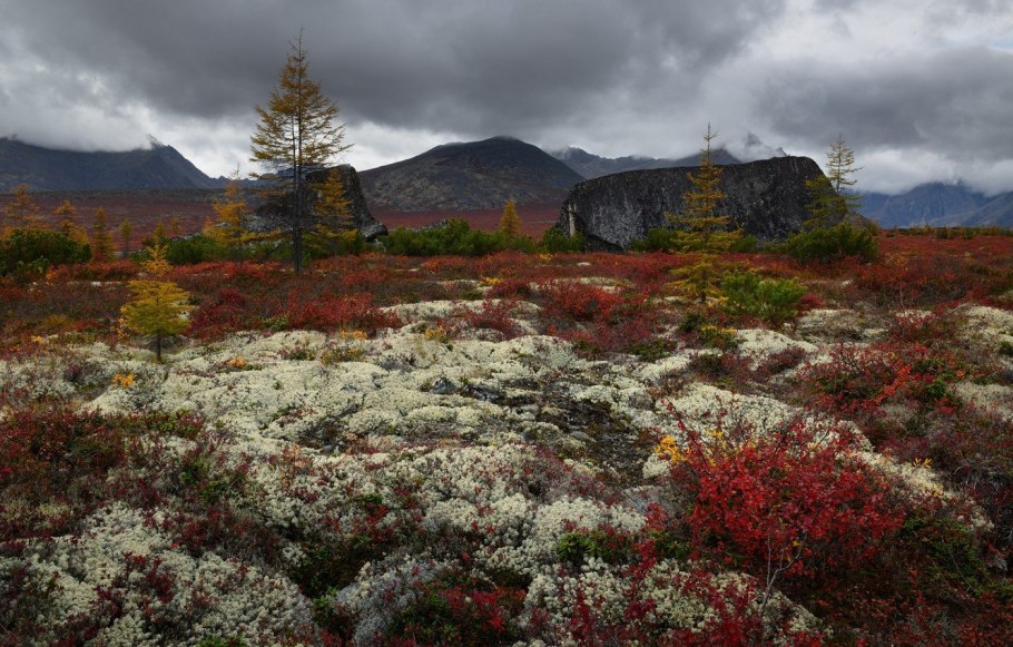 Горы и лес в тундре