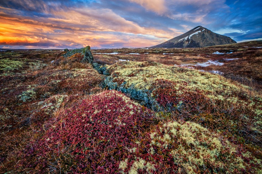 Растения Северной Америки и Евразии