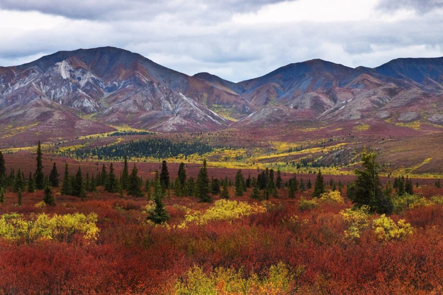 Флора тундры Евразии