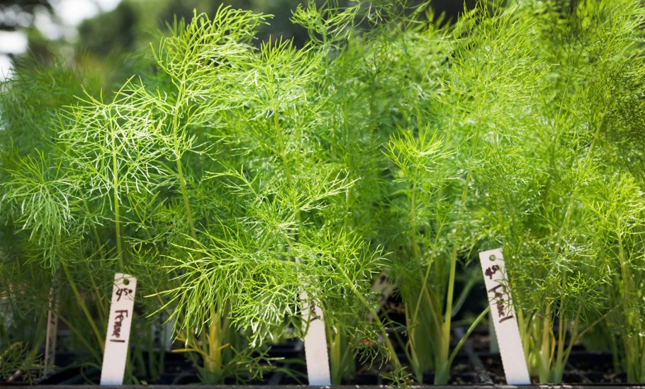 Фенхель на подоконнике