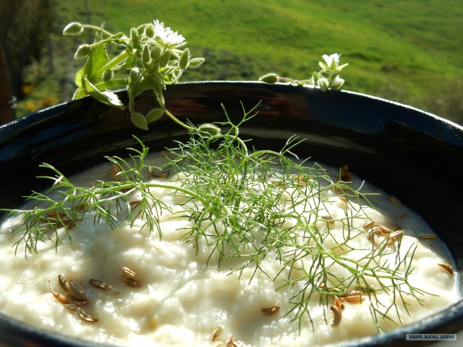 Фенхель бачата