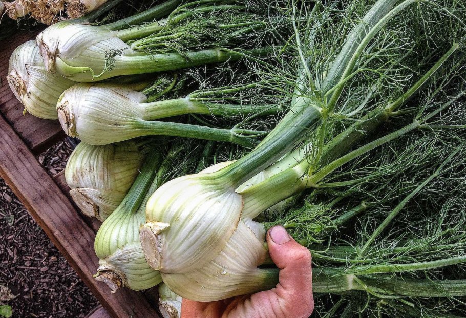 Фенхель кочанный