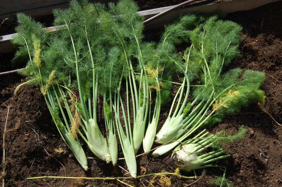 Всходы укропа