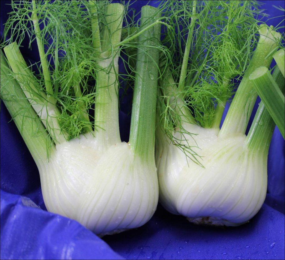 Фенхель рассада