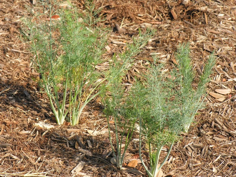 Фенхель конский растение