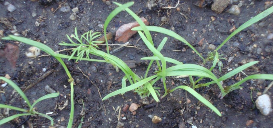 Фенхель из семян