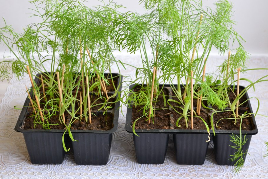 Фенхель рассада