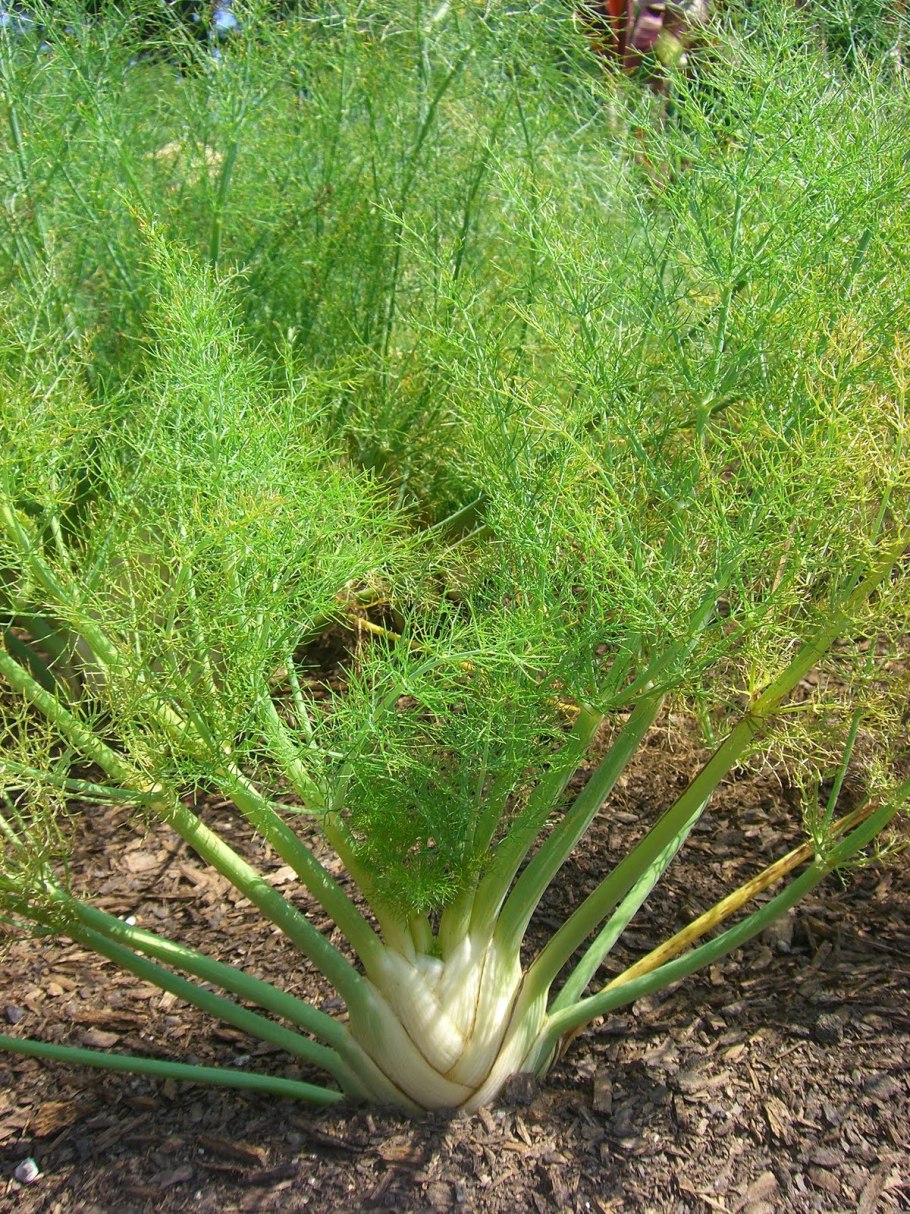 Фенхель Казанова