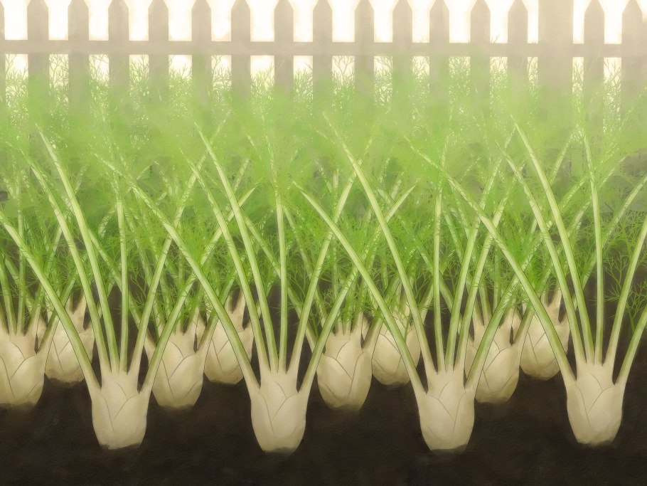 Фенхель рассада