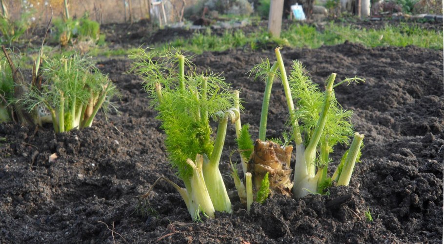 Фенхель кочанный