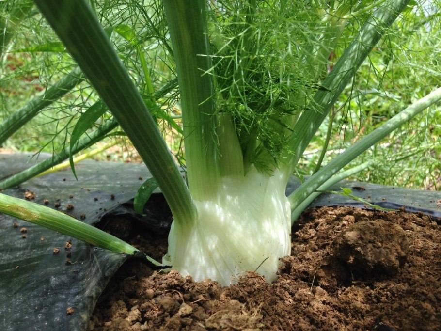 Фенхель растет