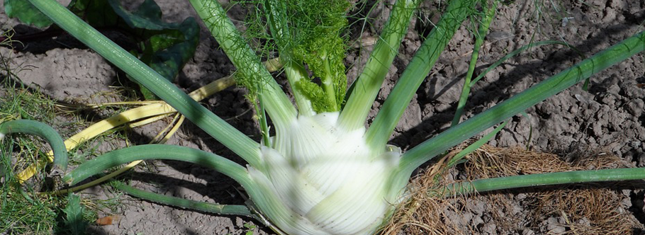 Фенхель рассада