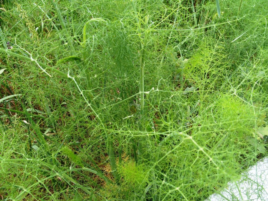 Фенхель метеорит