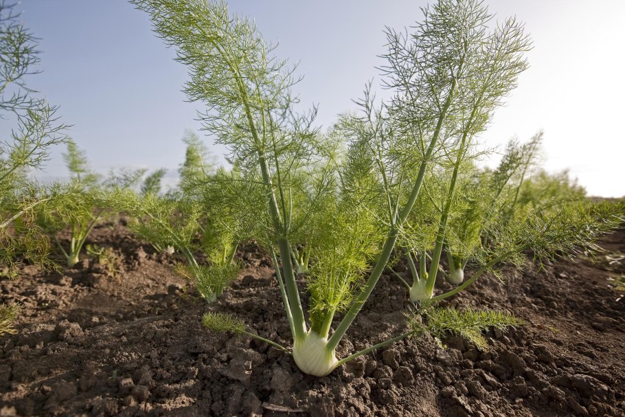 Фенхель зонтичные