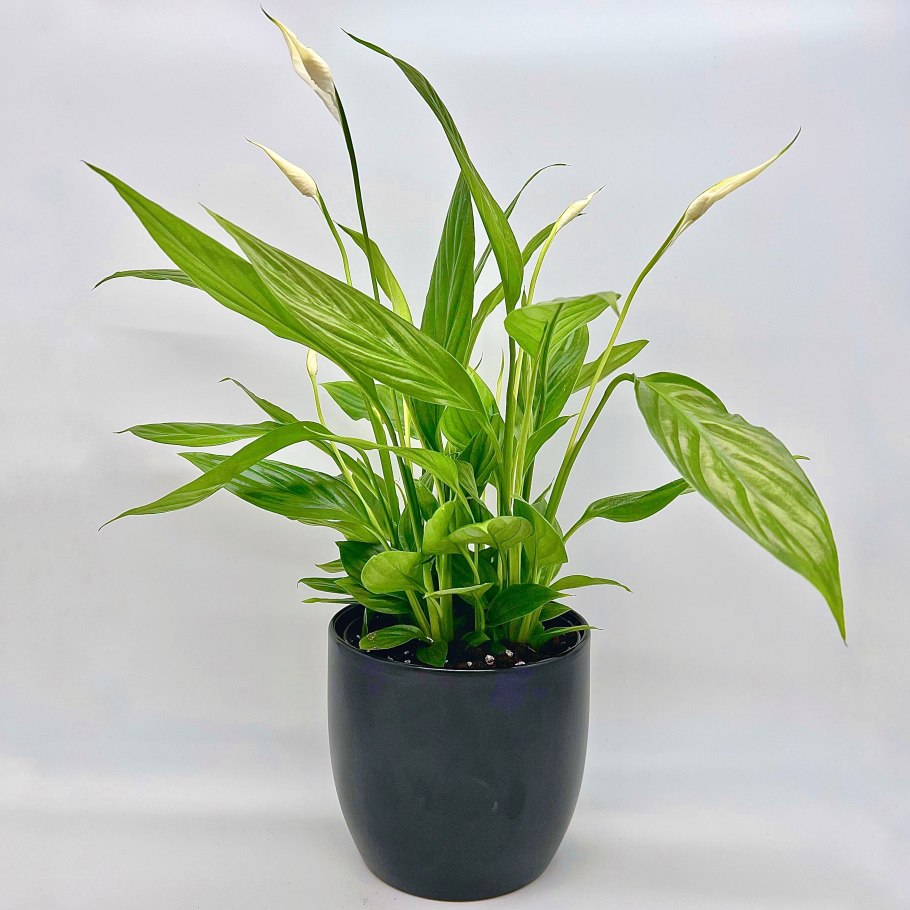 Спатифиллум Альба