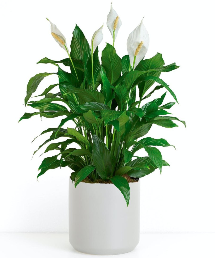 Спатифиллум обильноцветущий