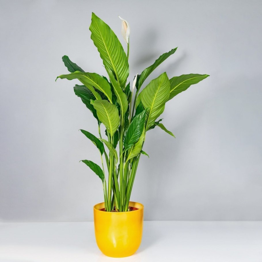 Спатифиллум гигант